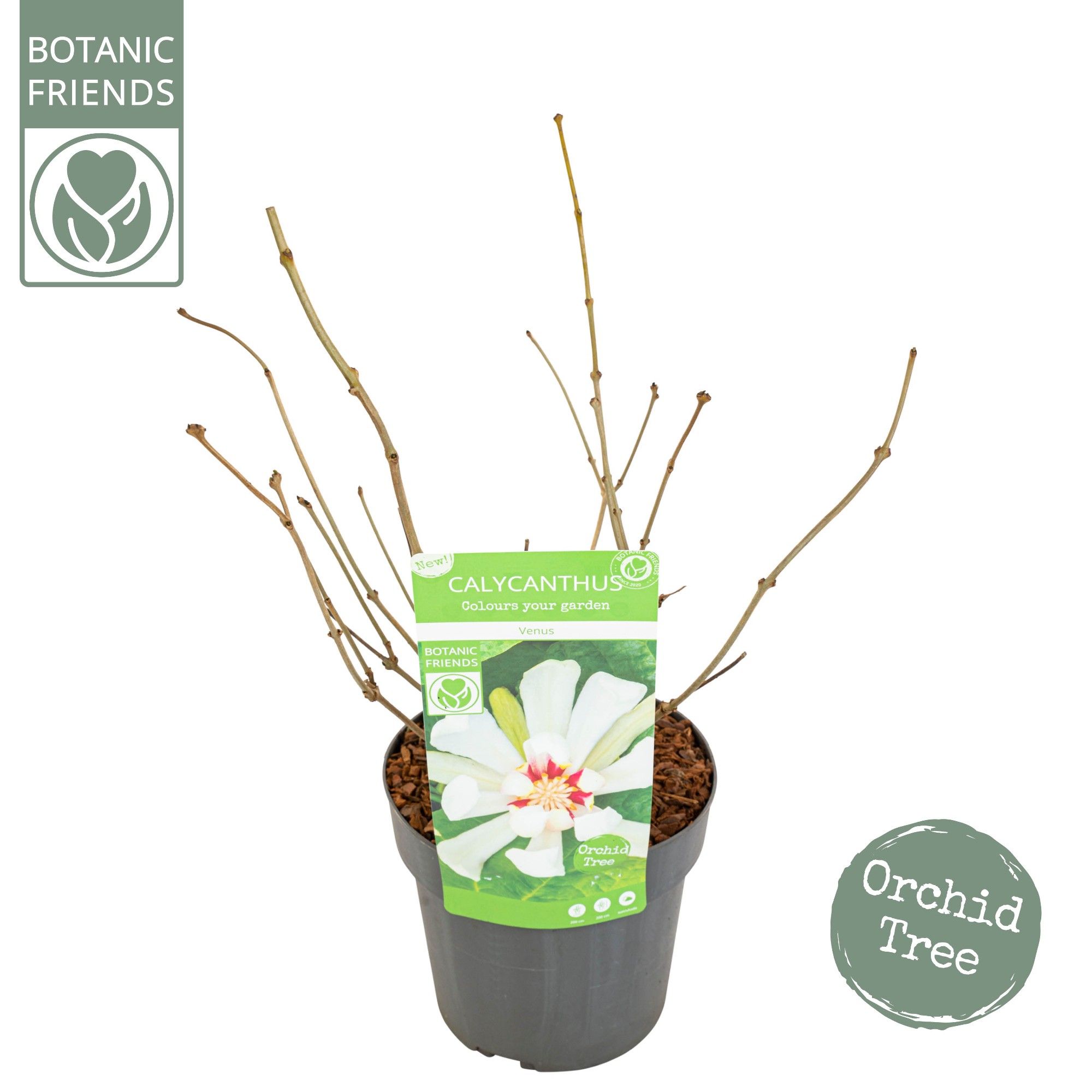 Sinocalycanthus 'Venus', D 19