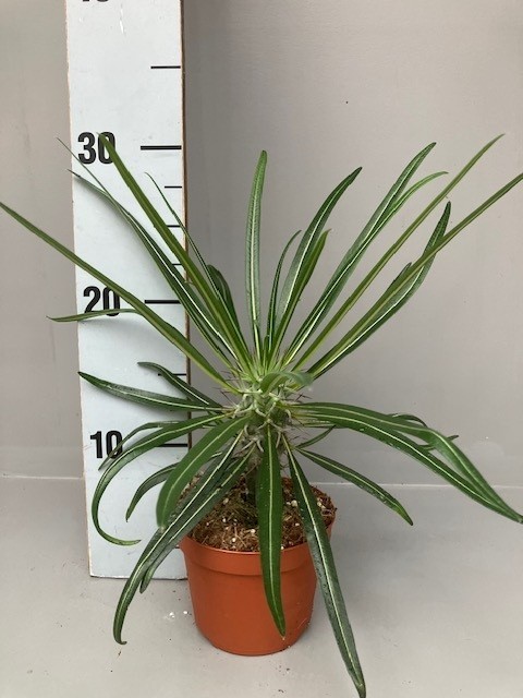 Pachypodium geayi, D 10,5