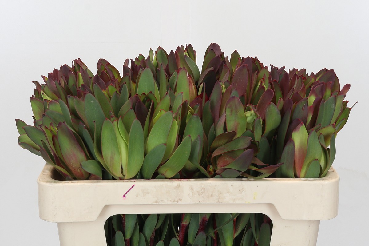 Леукадендрон Сеньорита 50, шт.