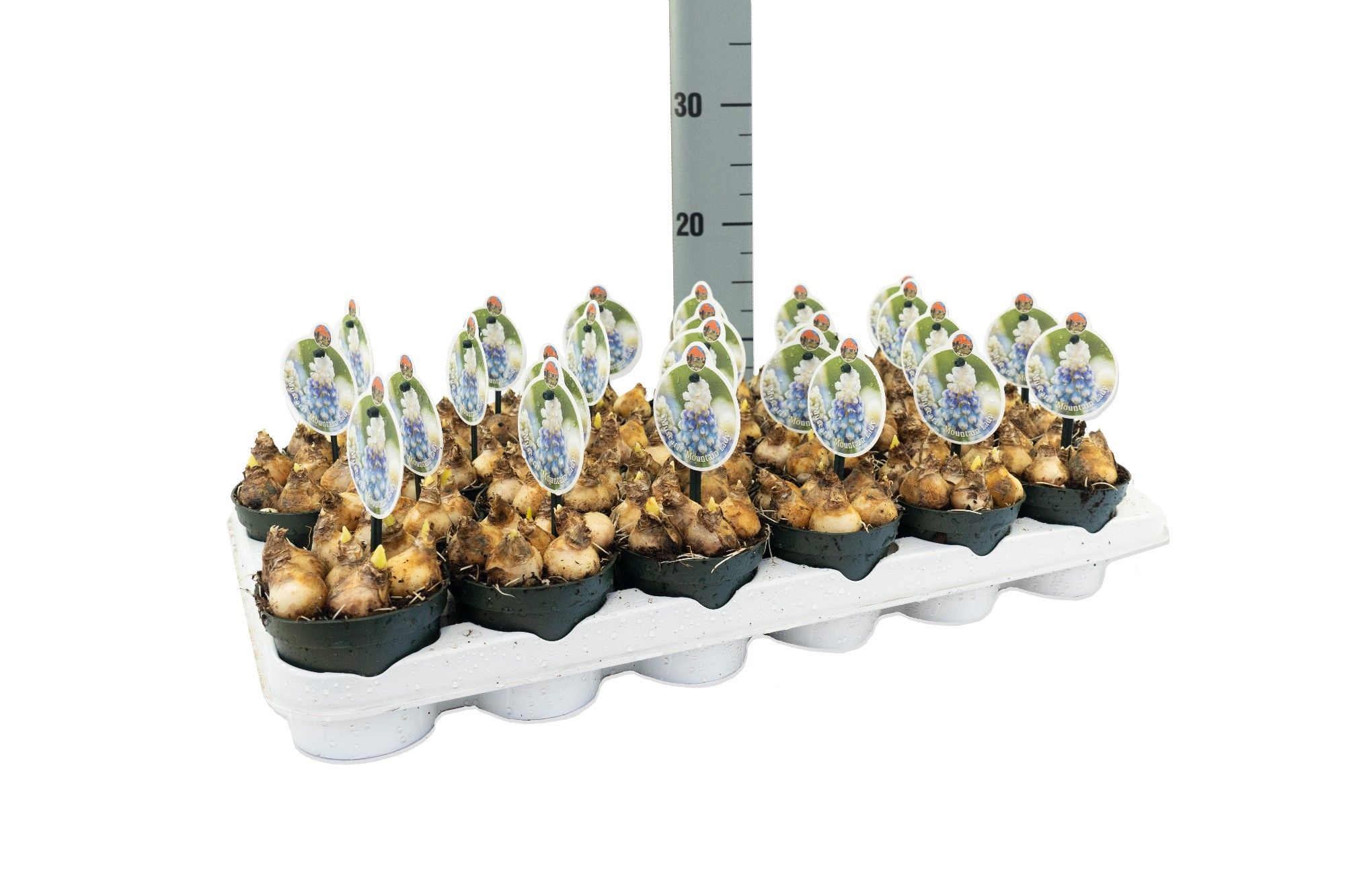 Muscari Mountain Lady, D 9