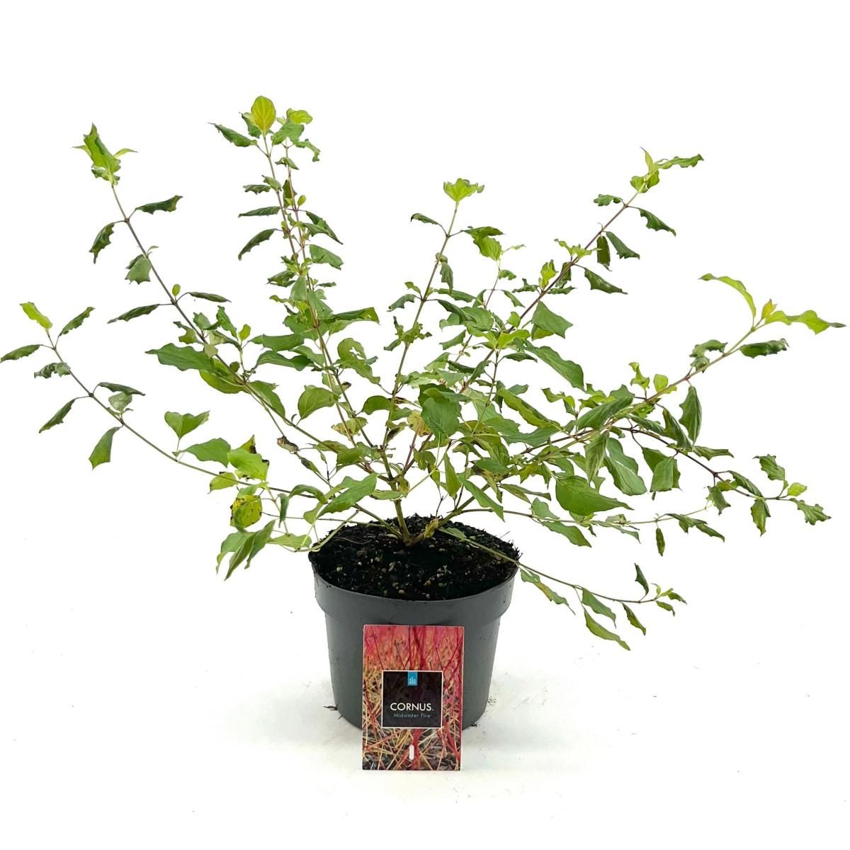 Cornus sang. 'Midwinter Fire', D 17 cm