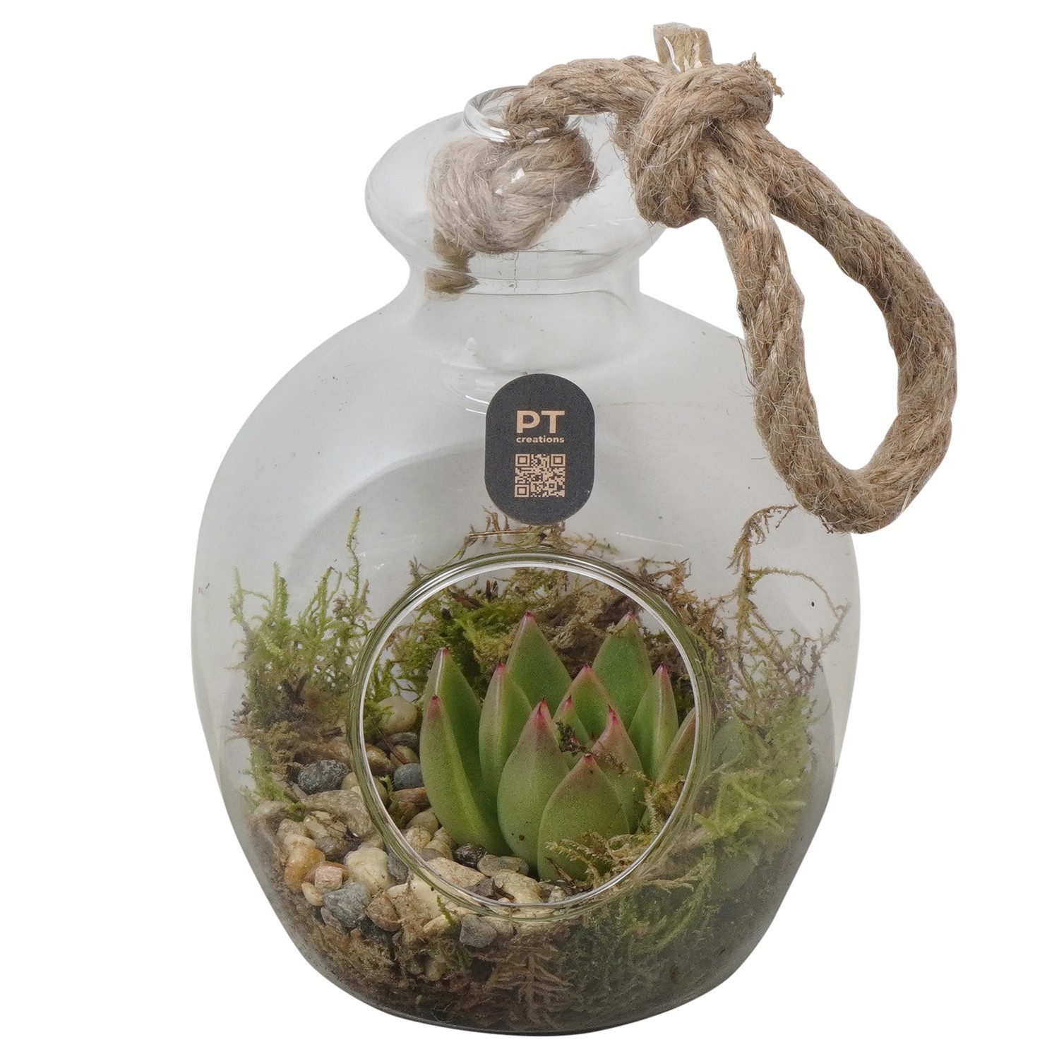 PTIG2703 Arrangement Indoor in glazen vaasje, D 12