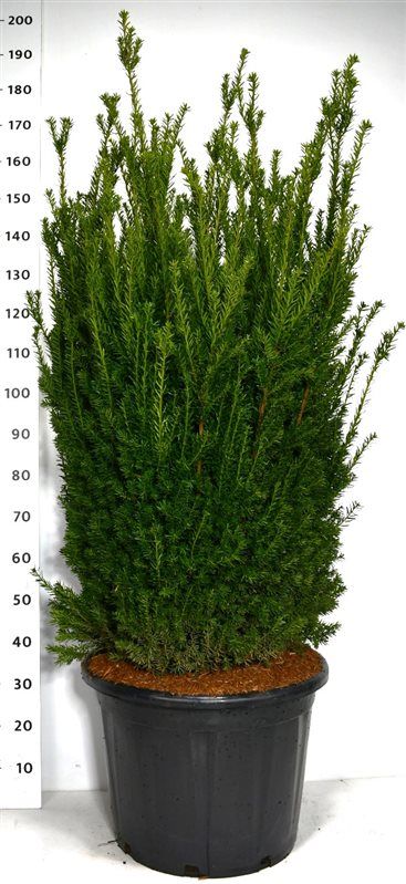 Taxus media 'Hillii', D 38 cm