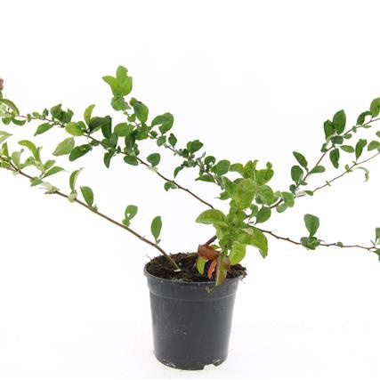 Chaenomeles sup. Pink Trail, D 14 cm