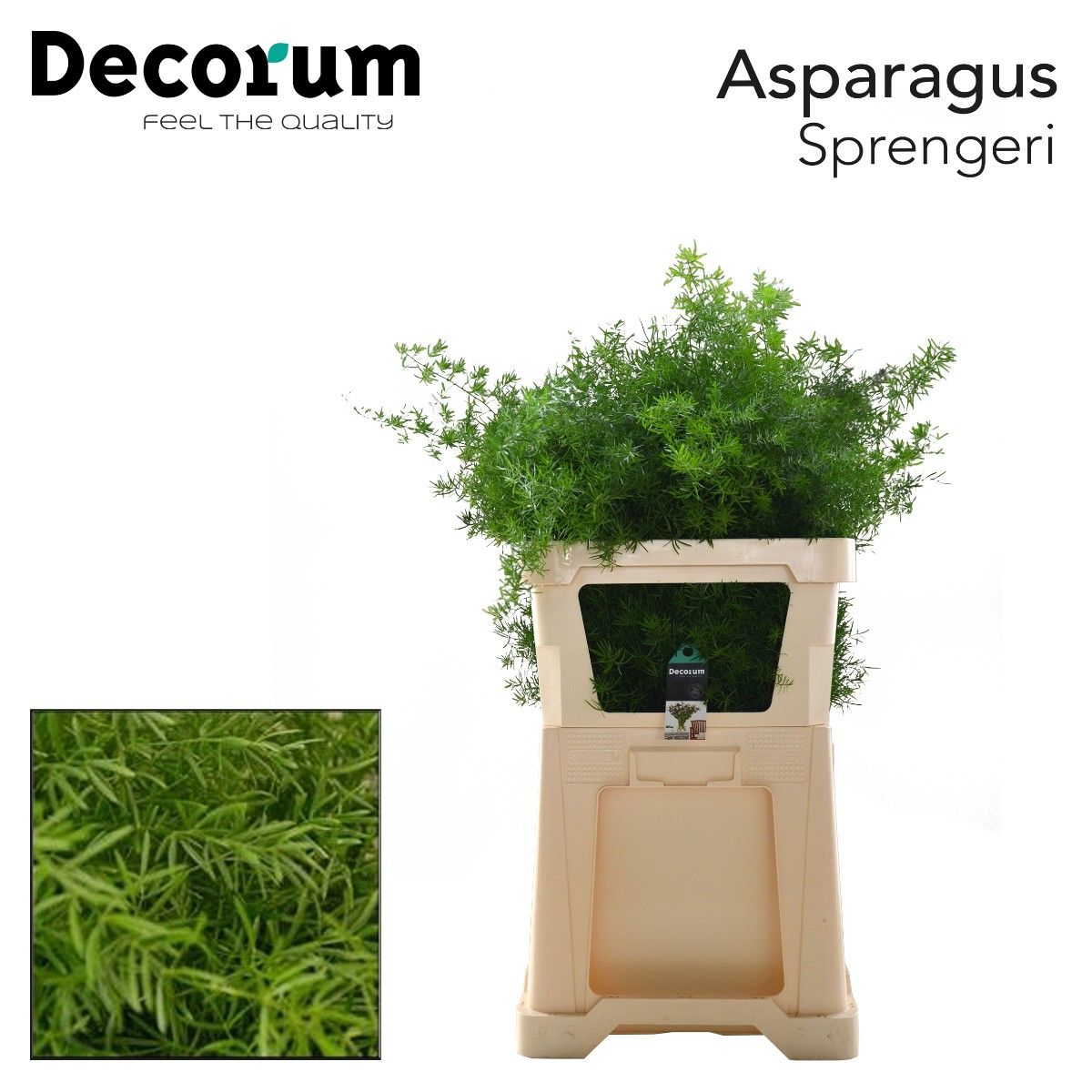 Аспарагус Спренгери 85, шт.