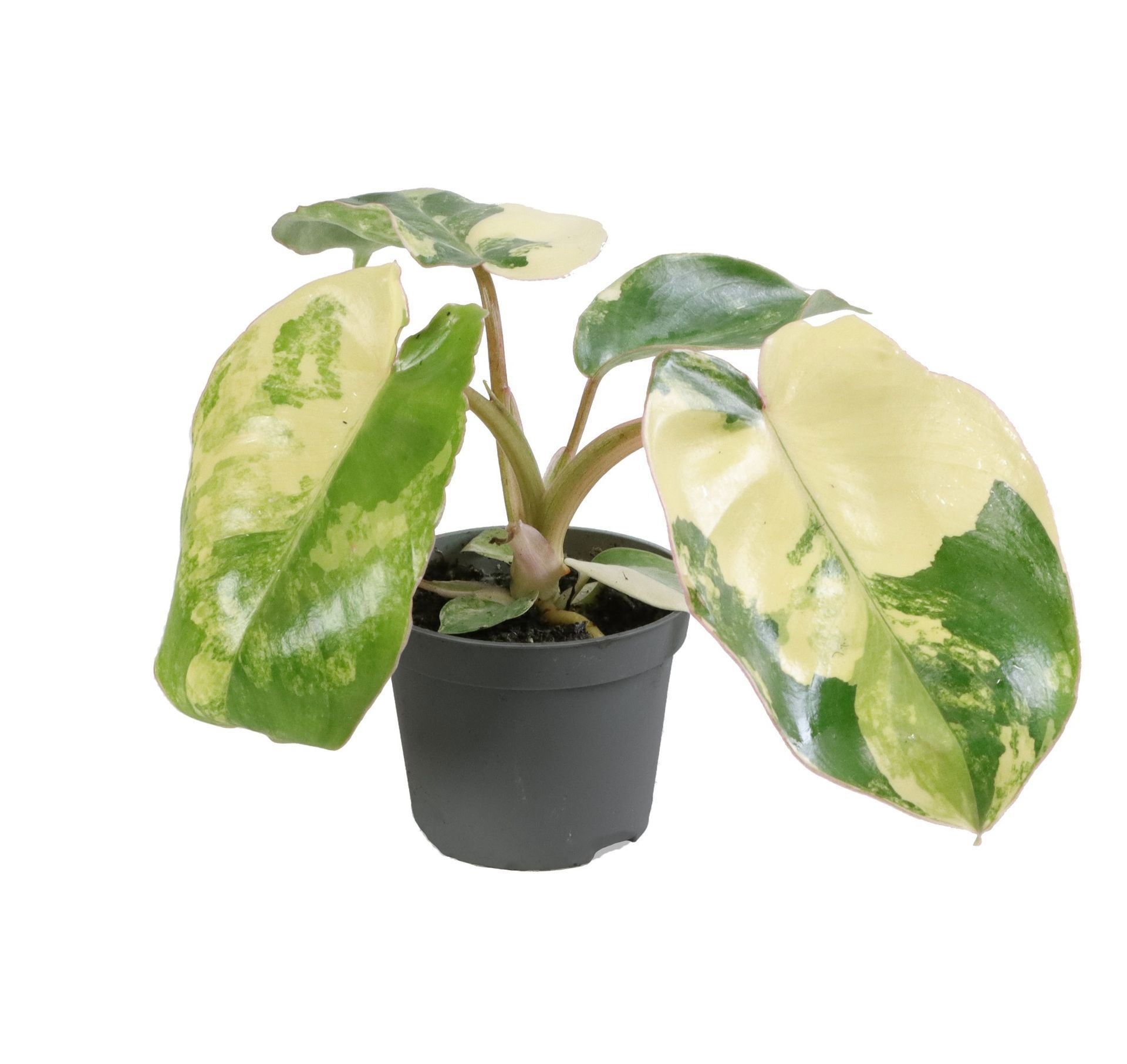 Philodendron Burle Marx Variegated 6 cm, D 6