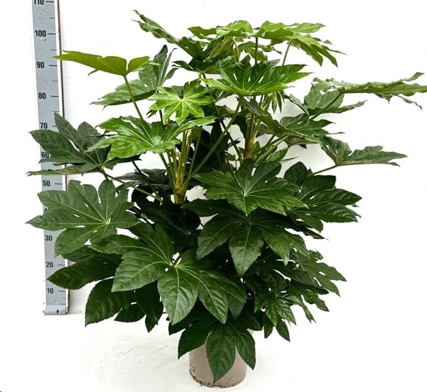 Fatsia Japonica Touffe, D 24