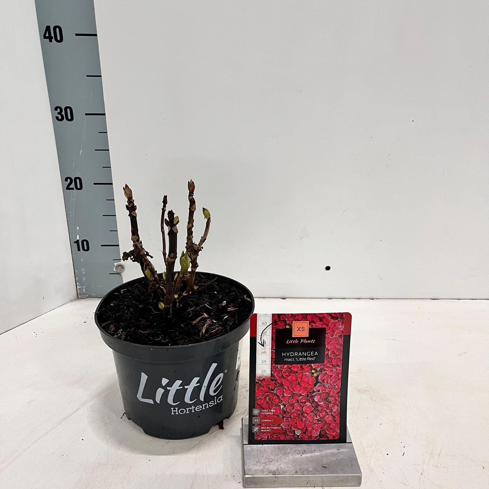 Hydrangea macr. 'Little Red' ® (Little XS), D 17