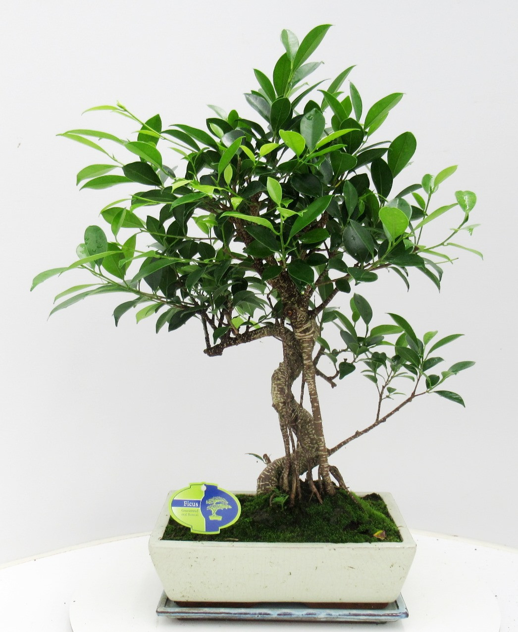 Ficus retusa, 30cm., shape, with drip tray, D 30