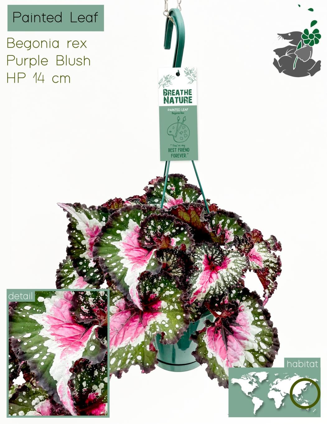 Begonia rex Purple Blush 14 cm, D 14