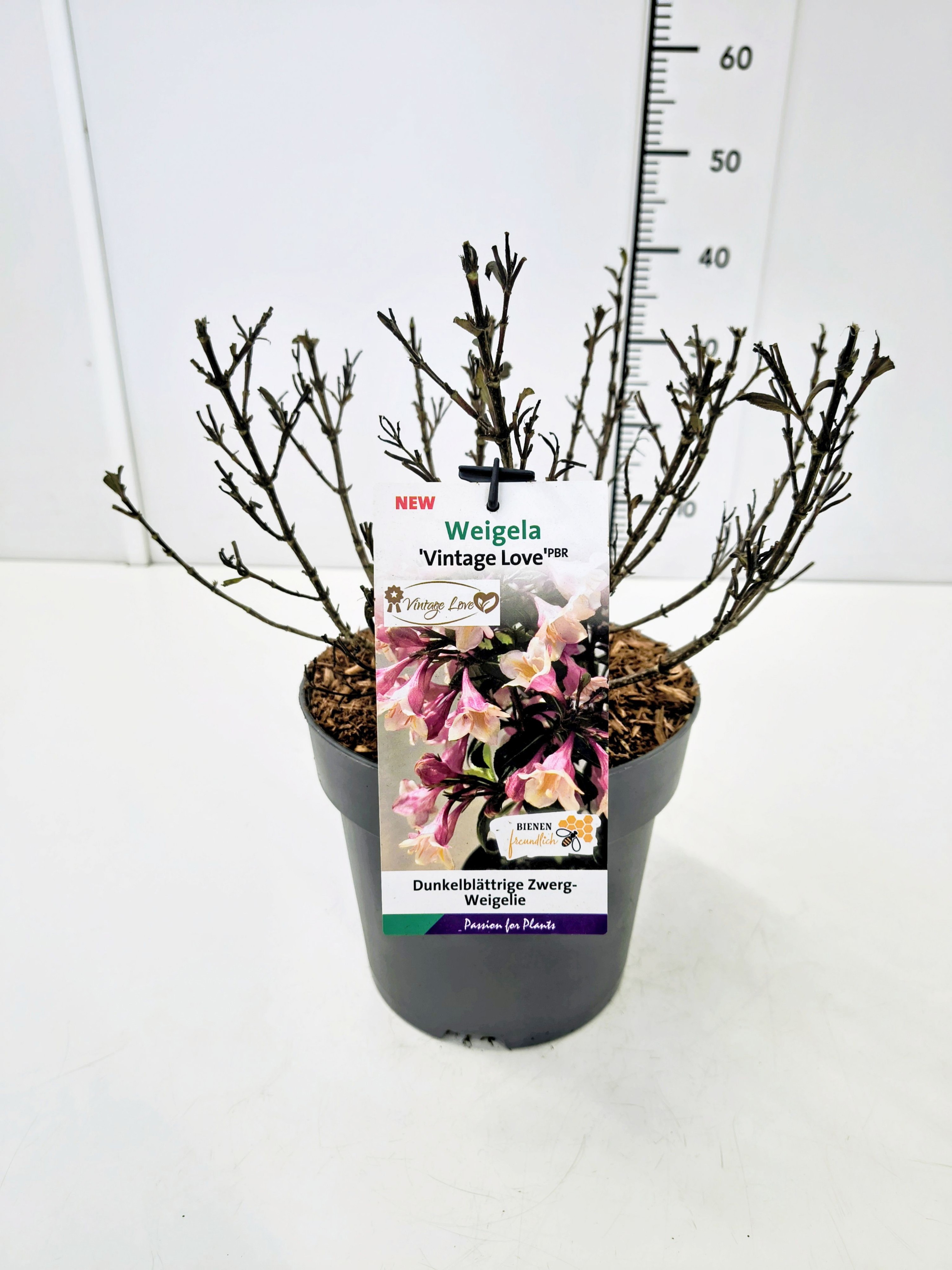 Weigela 'Vintage Love' C5, D 23