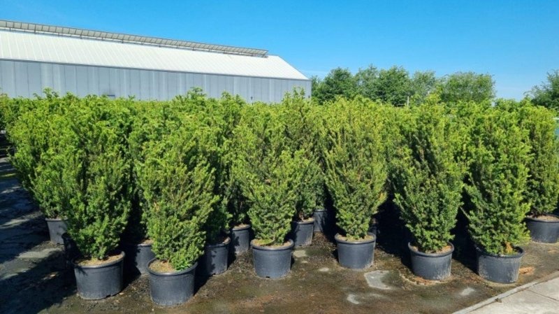 Taxus media 'Hillii', D 43
