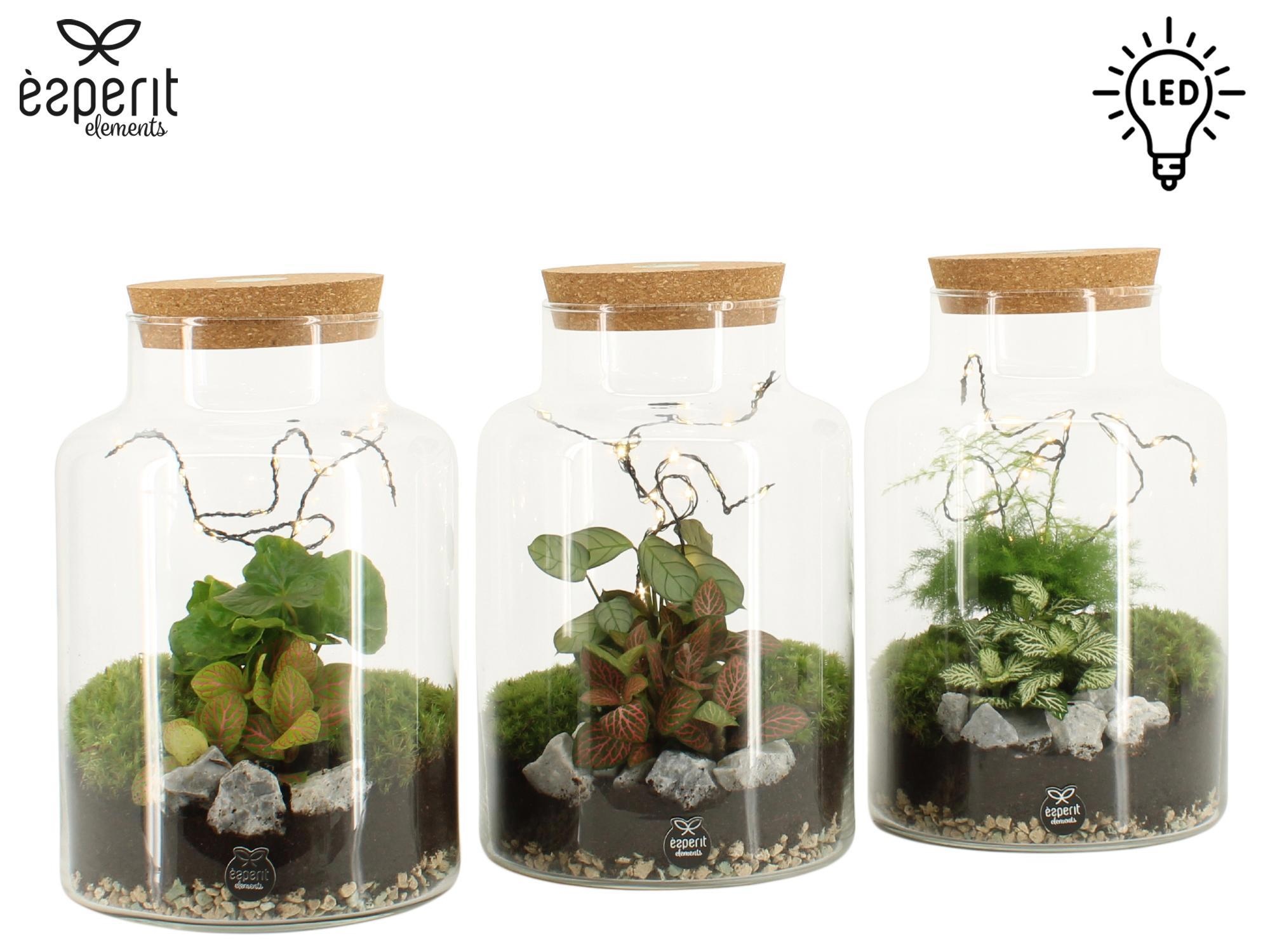90908: Terrarium arrangement, D 17