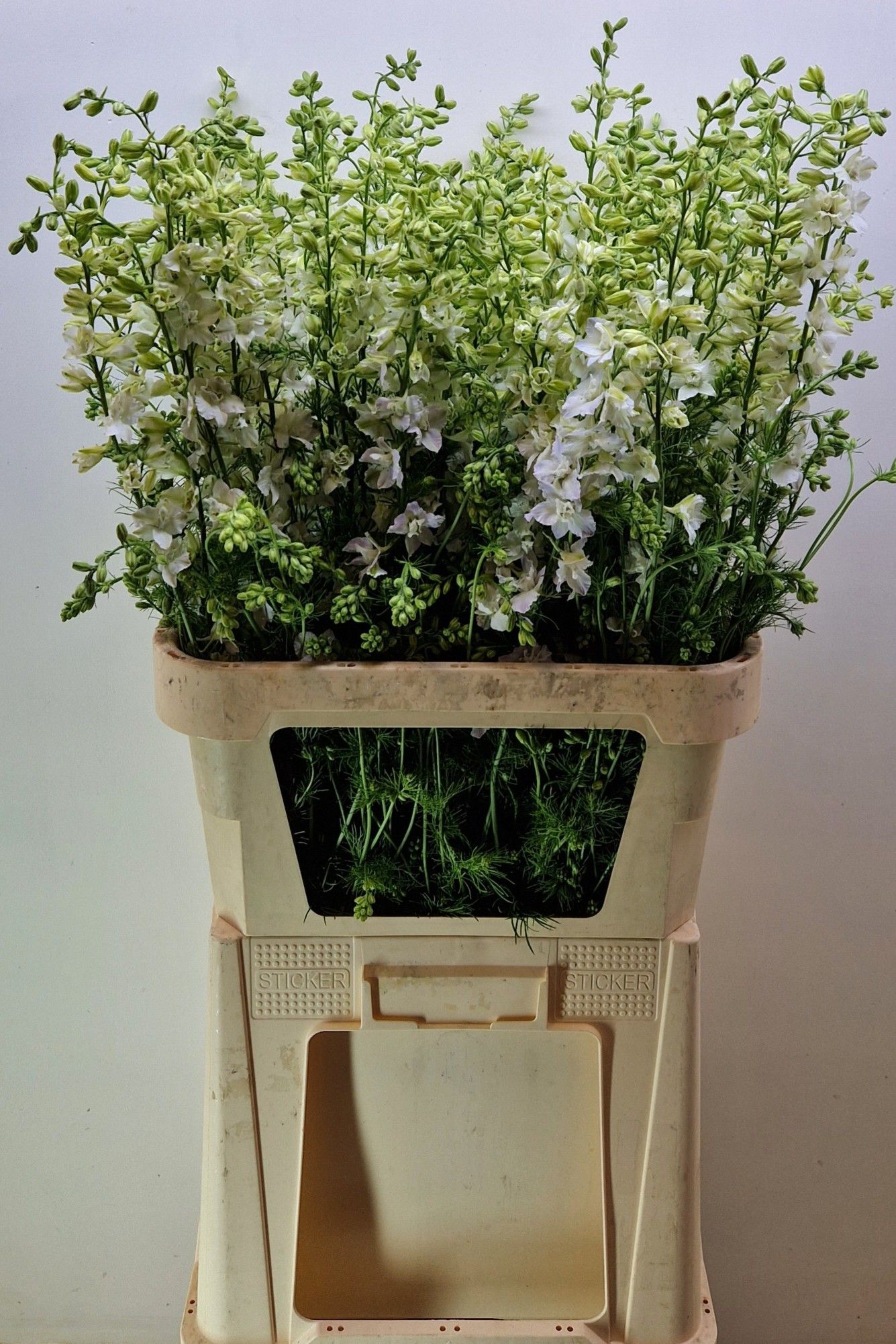 Консолида Кис Вайт 100, шт.