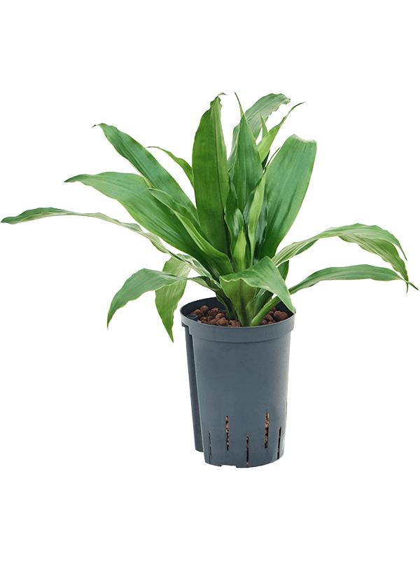 Dracaena fragrans 'Janet Craig', D 15