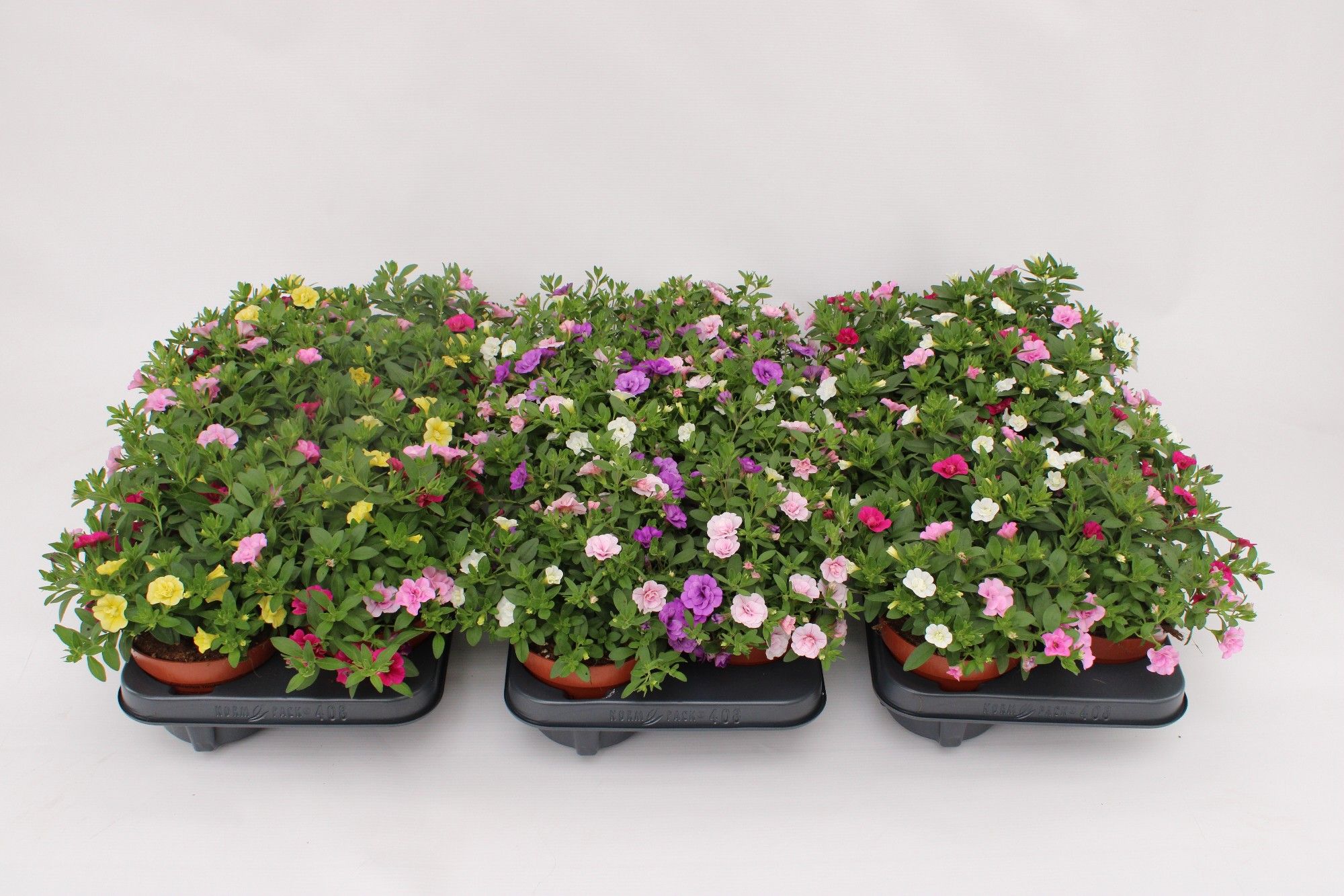 Calibrachoa Trio 'Rosies' mixlayer, D 13