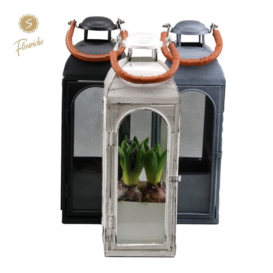 (7803) Hyacint Lantern Lauderdale 3PP Mos, D 15 cm