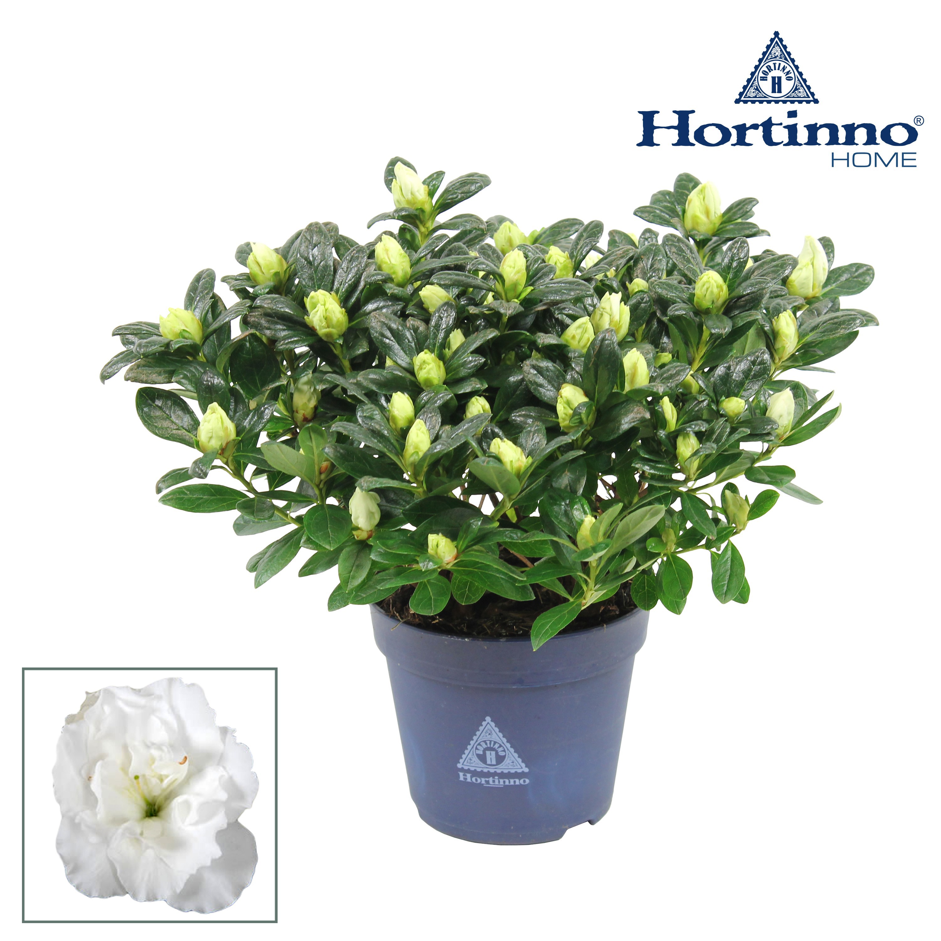 Hortinno® Home 'Christine Belli' 25 - 27 cm, D 13
