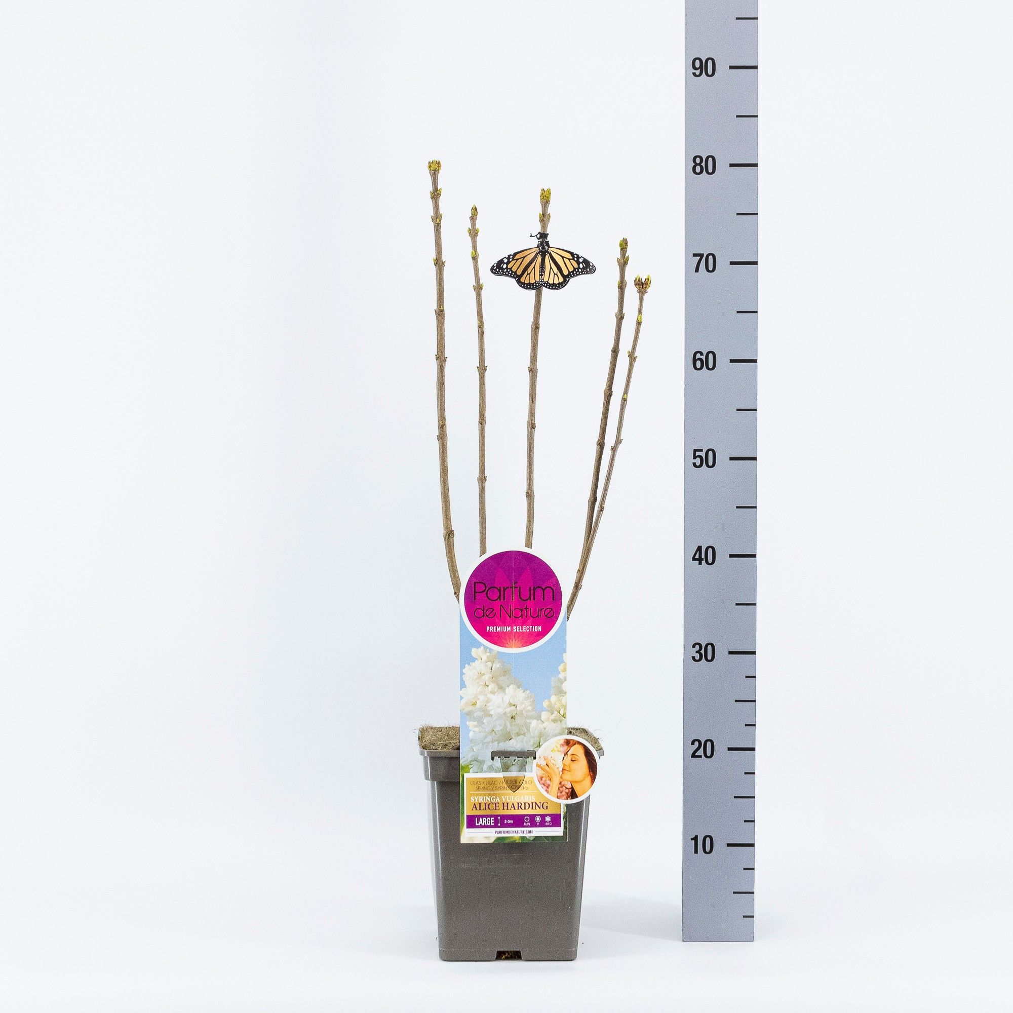 Syringa Souv. d'Alice Harding, 'Premium Selection', C5, D 23