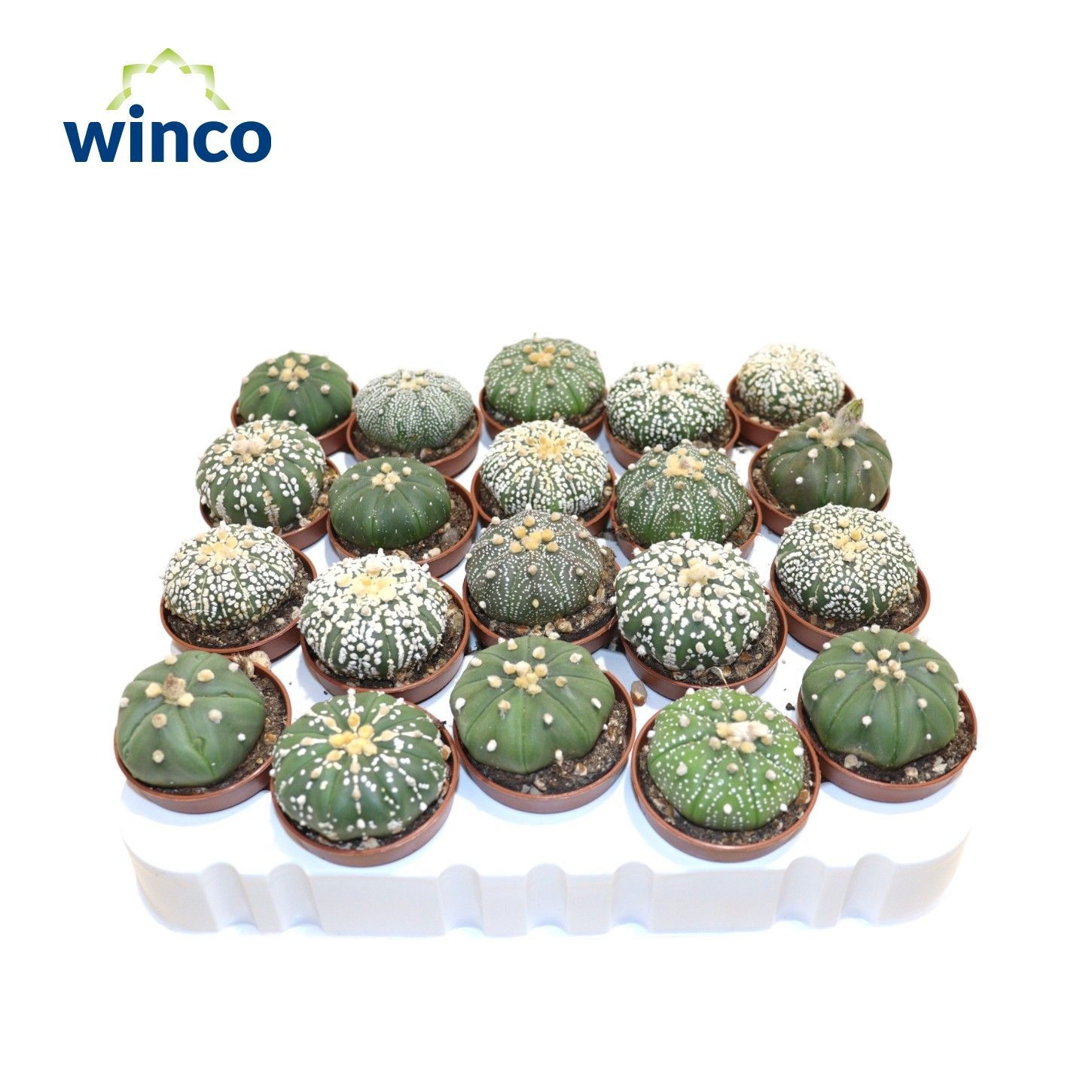 Astrophytum Asterias Mix, D 5,5 cm