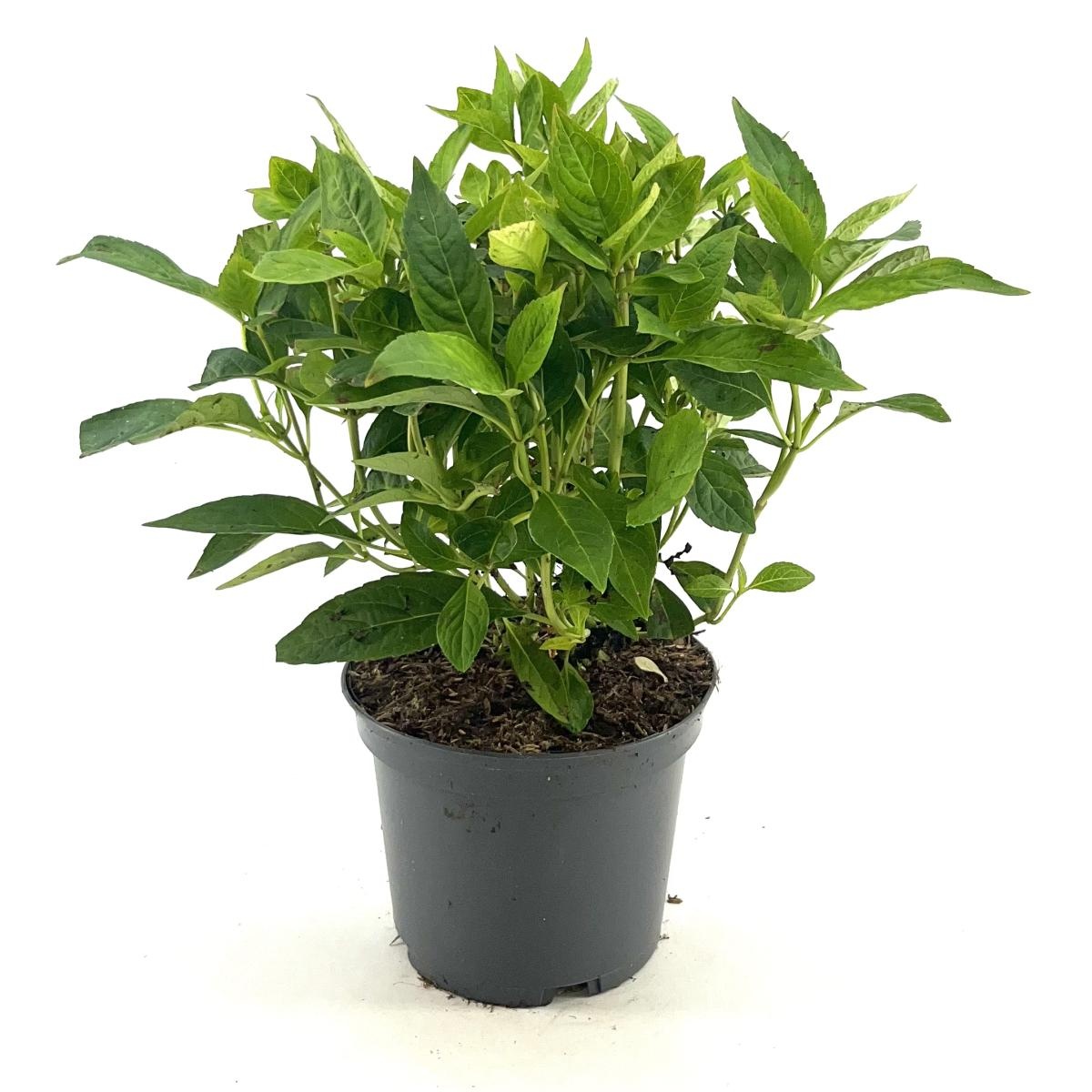 Hydrangea s. 'Bluebird', D 19 cm