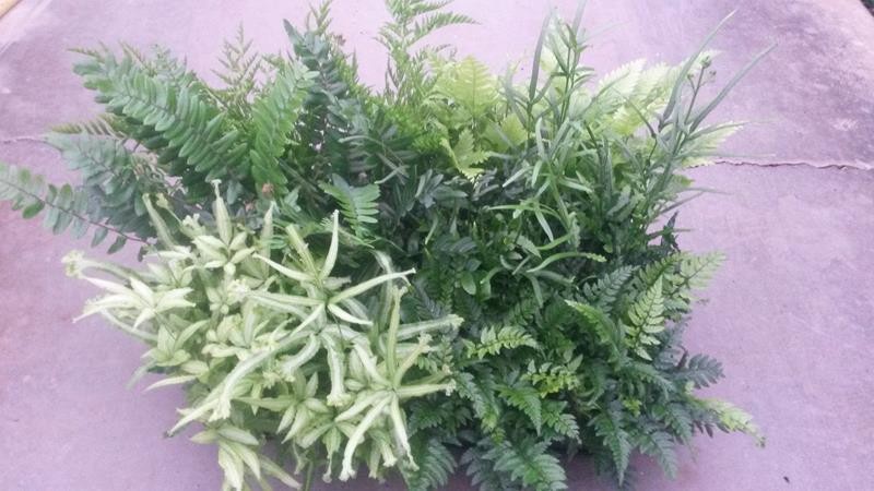 PTERIS CRETICA 'Mix', D 9 cm