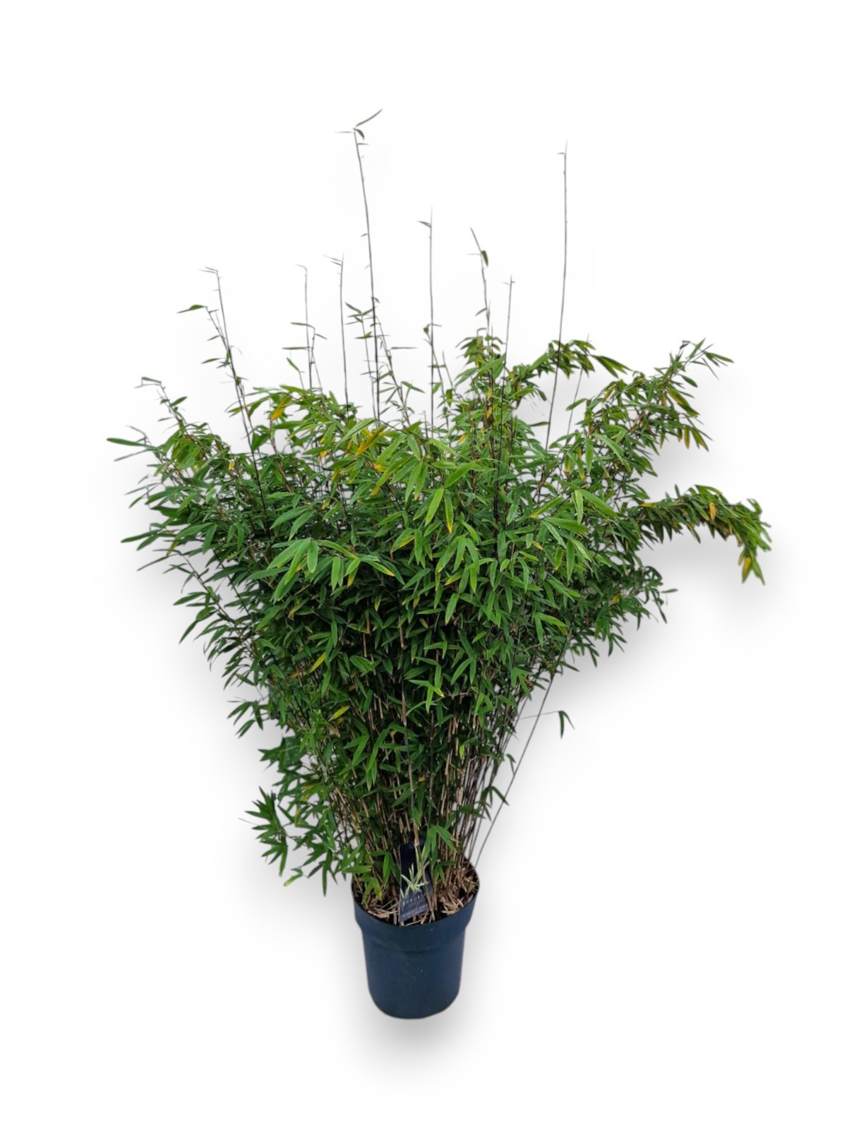 Fargesia nitida 'Volcano' C10/P27 - Niet-woekerende Bamboe, D 27