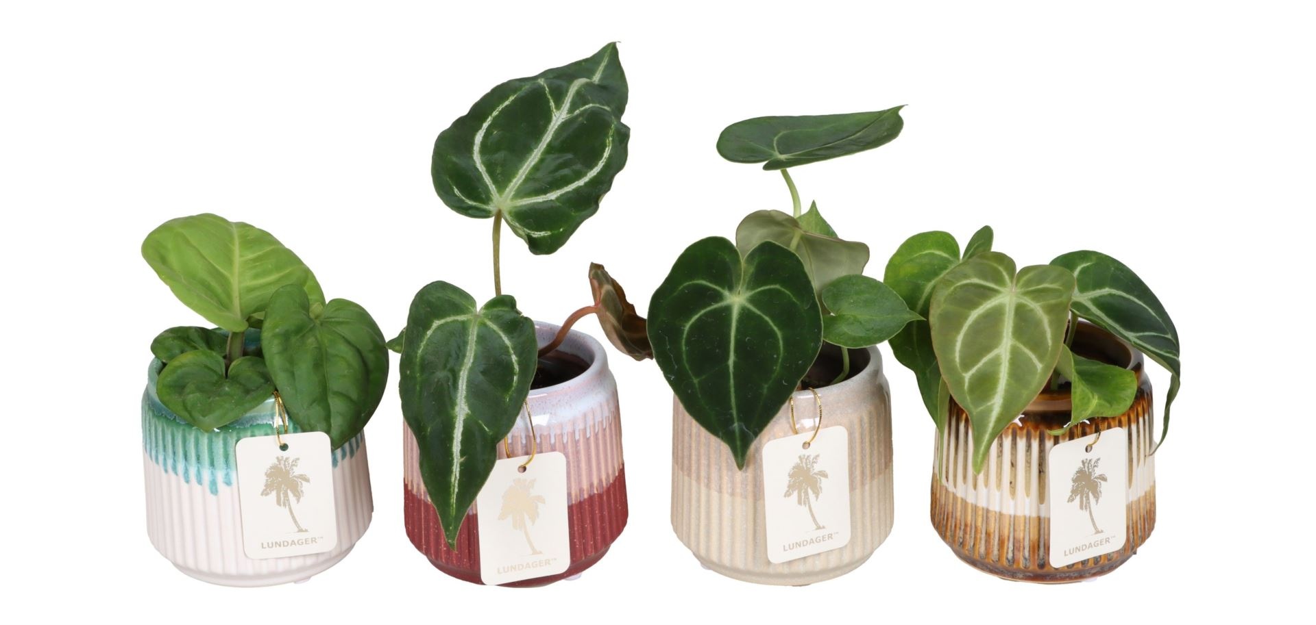 L 67378 with Anthurium Mix 6 cm, D 6 cm