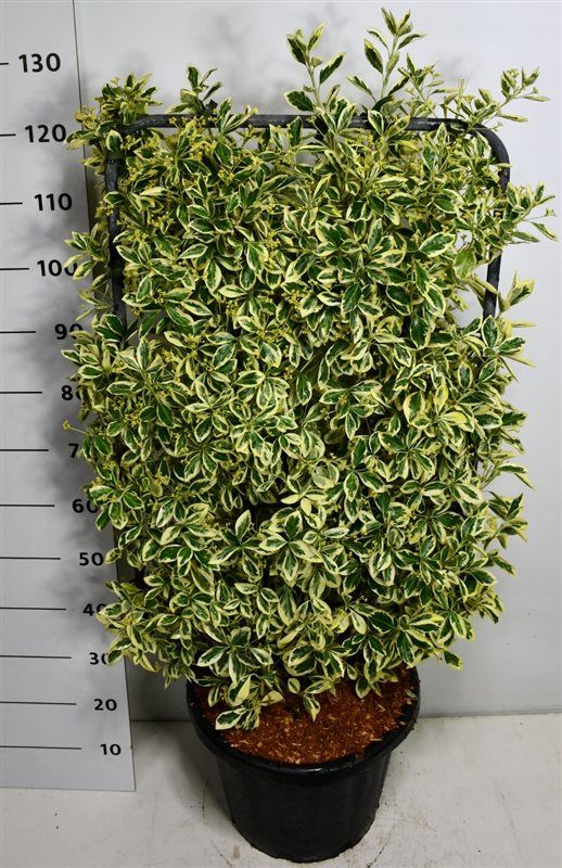 Euonymus jap. 'Bravo', D 38