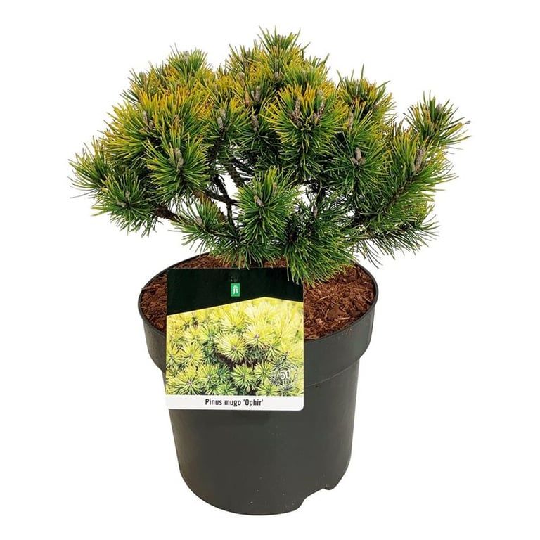 Pinus mugo 'Ophir', D 26