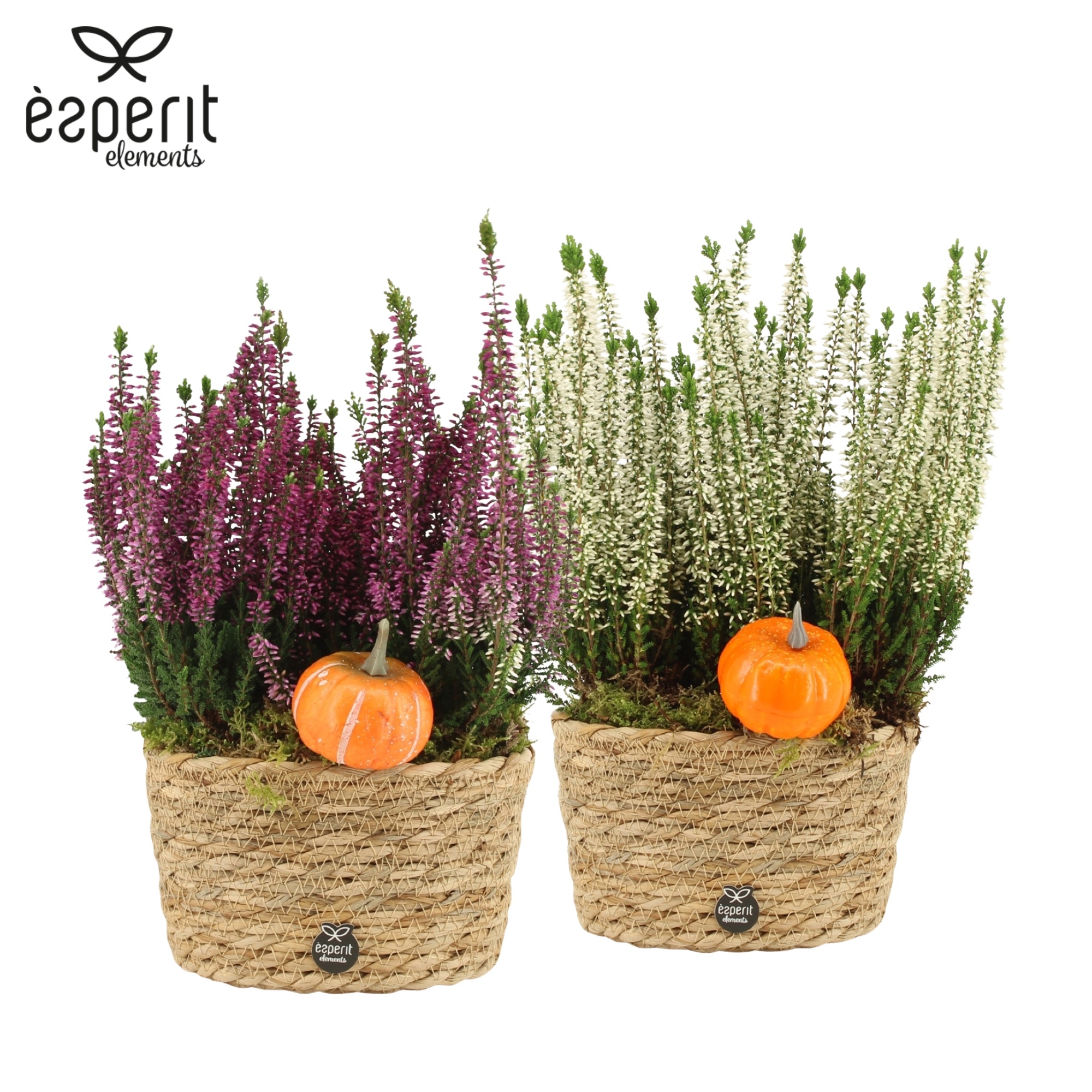 41701: Outdoor autumn arrangement, D 17