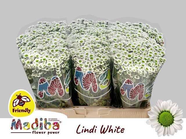 Сантини Мадиба Линди Вайт, шт.