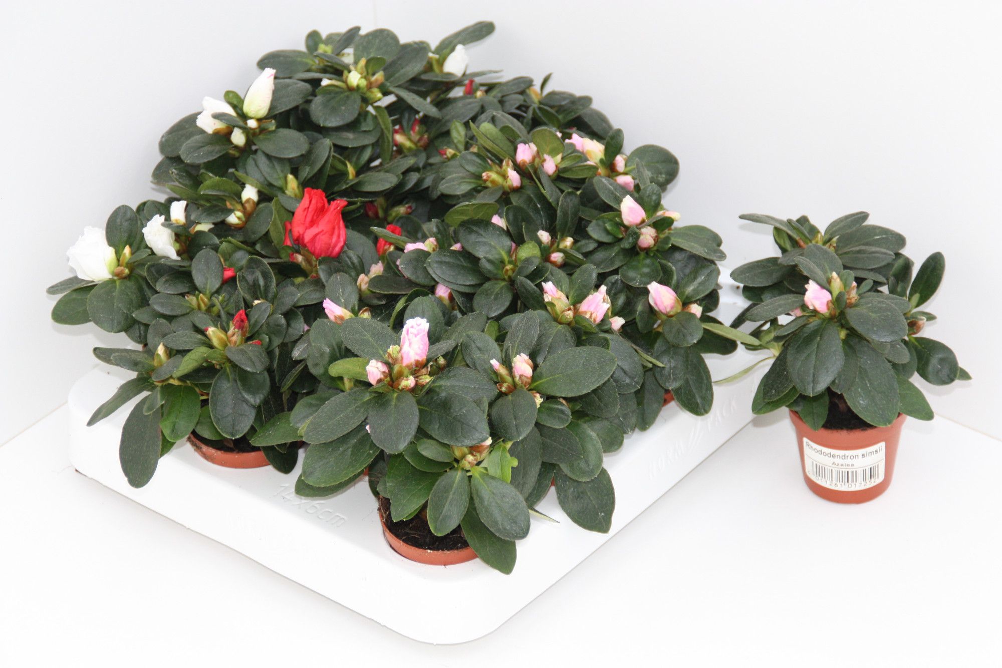 Rhododendron simsii T6 Mix, D 6 cm