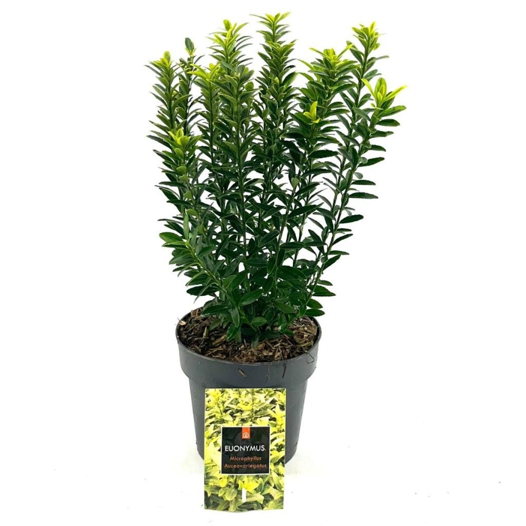 Euonymus jap. 'Microphyl. Aureovar', D 15