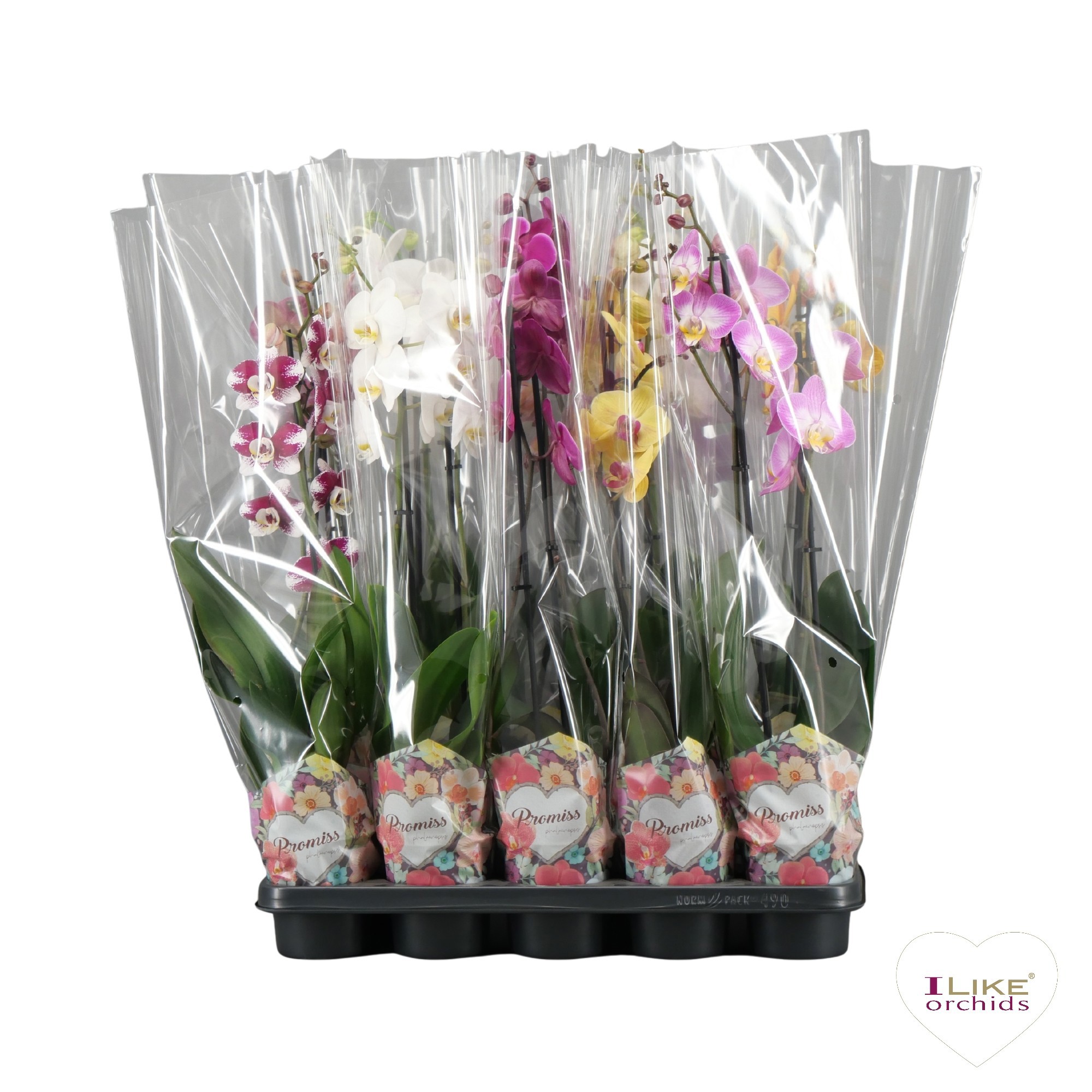 Phalaenopsis mix - 2 tak 60cm in Promiss, D 12 cm