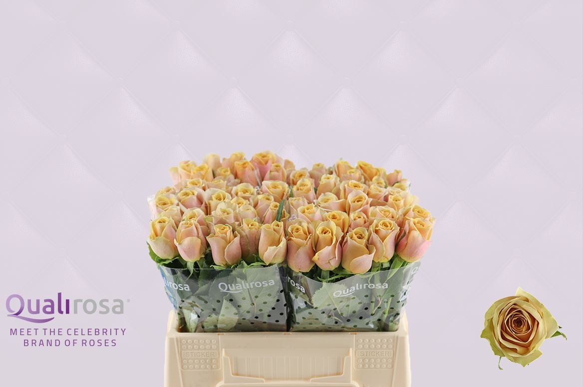 Роза од. Голден Мастард 35, шт.