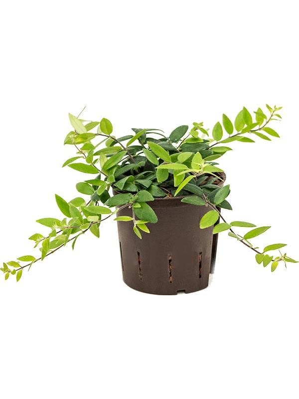 Aeschynanthus lobbianus, D 13