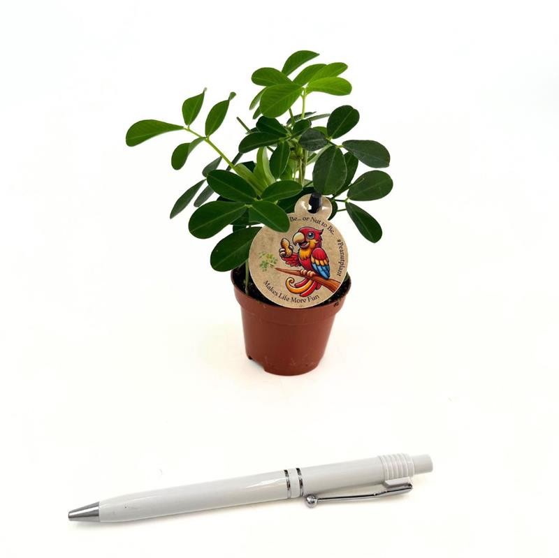 ARACHIS HYPOGAEA Mini Penuts, D 6 cm