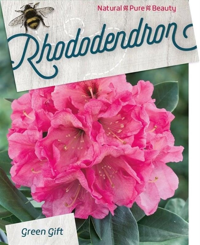Rhododendron (AK) 'Junifeuer', D 29