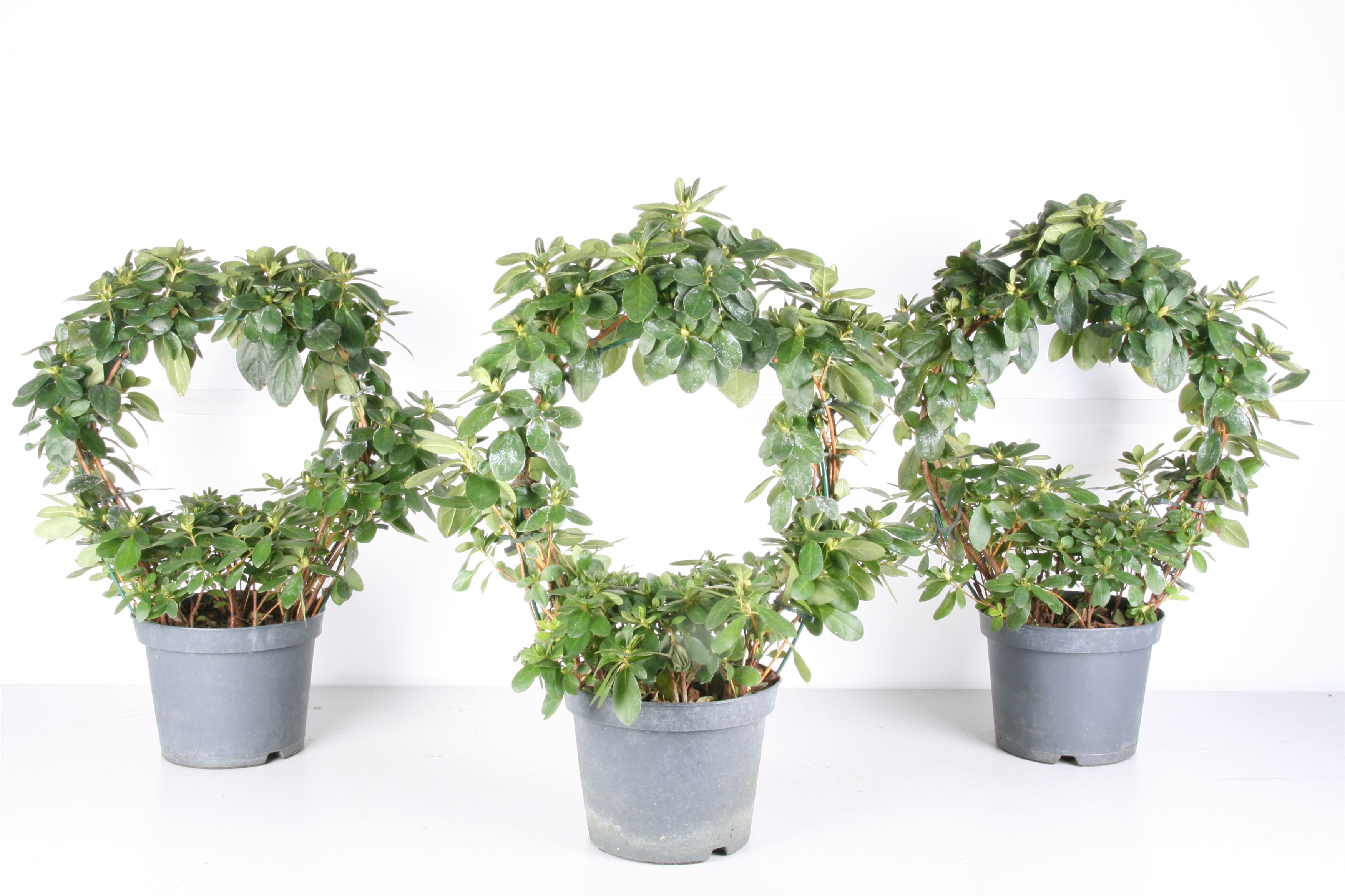 024 : Azalea p17  'Hellmut Vogel' mix Boog specialiteit jaarrond, D 17