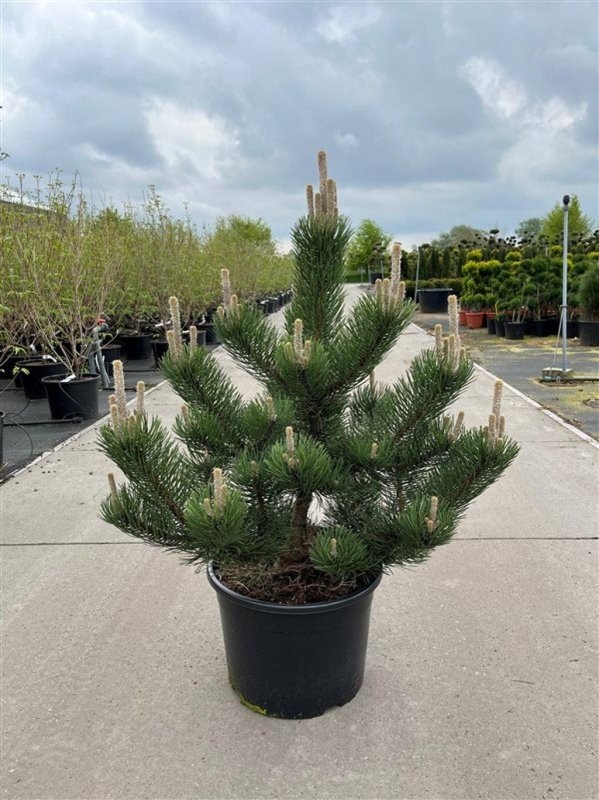 Pinus nigra 'Oregon Green', D 43