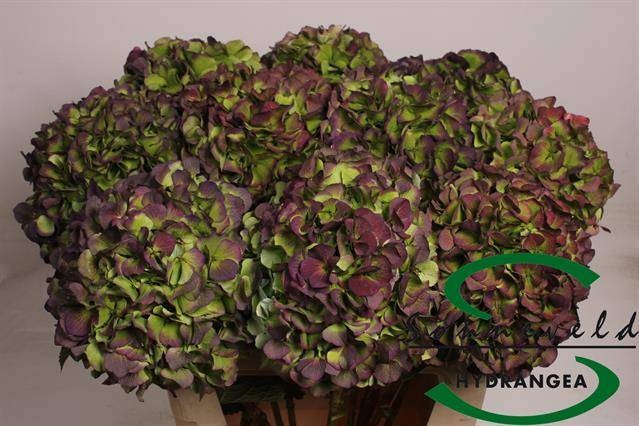 Гортензия Верена Блю Классик 80 (зелено-голуб.), шт.