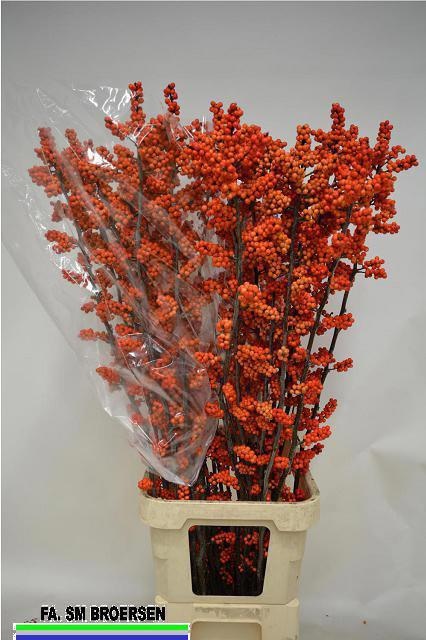 Илекс Ля Рэндж 125, шт.