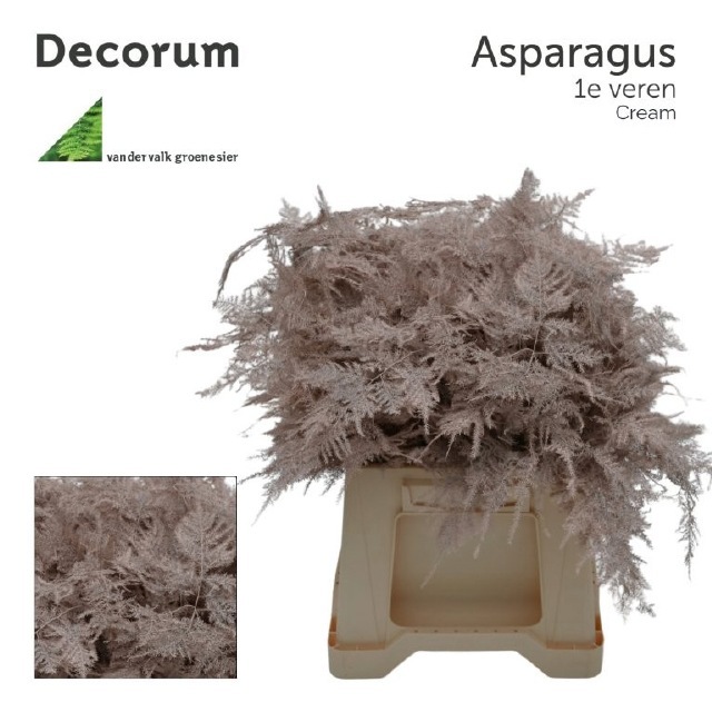 Аспарагус Овериг Крашеный (краш. ) 45, шт.