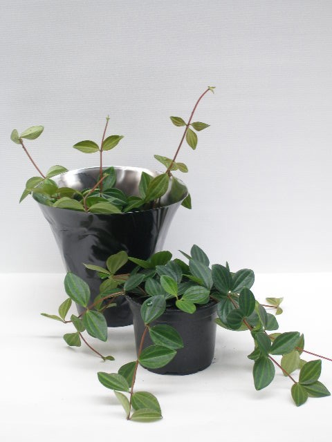 PEPEROMIA ANGULATA 'SURO', D 11 cm