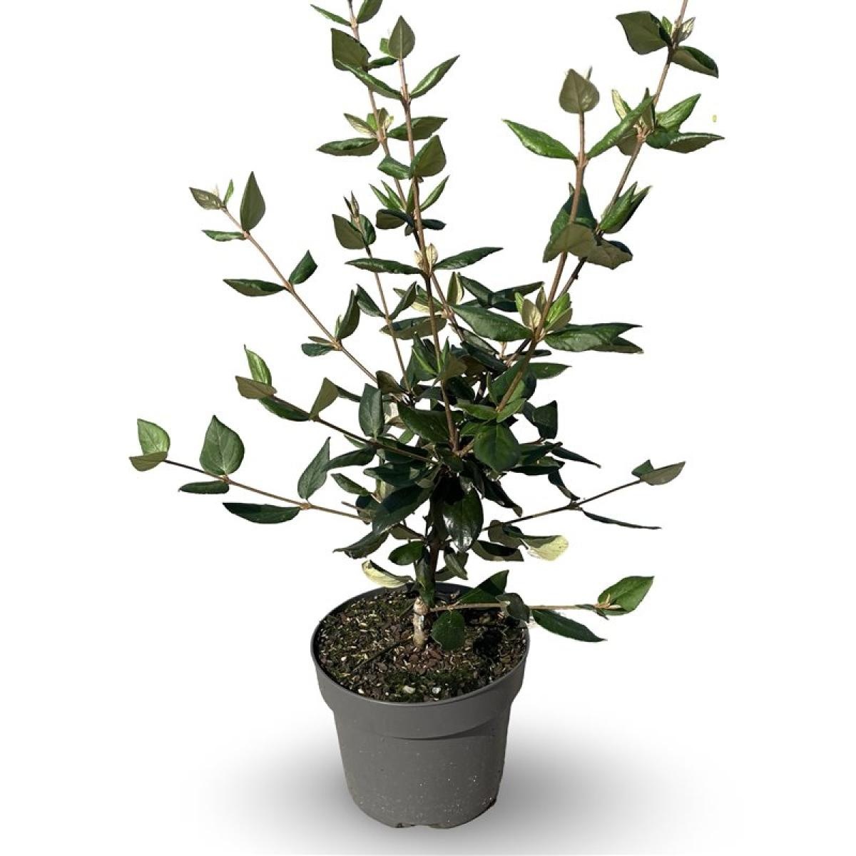 Viburnum burkwoodii, D 21 cm