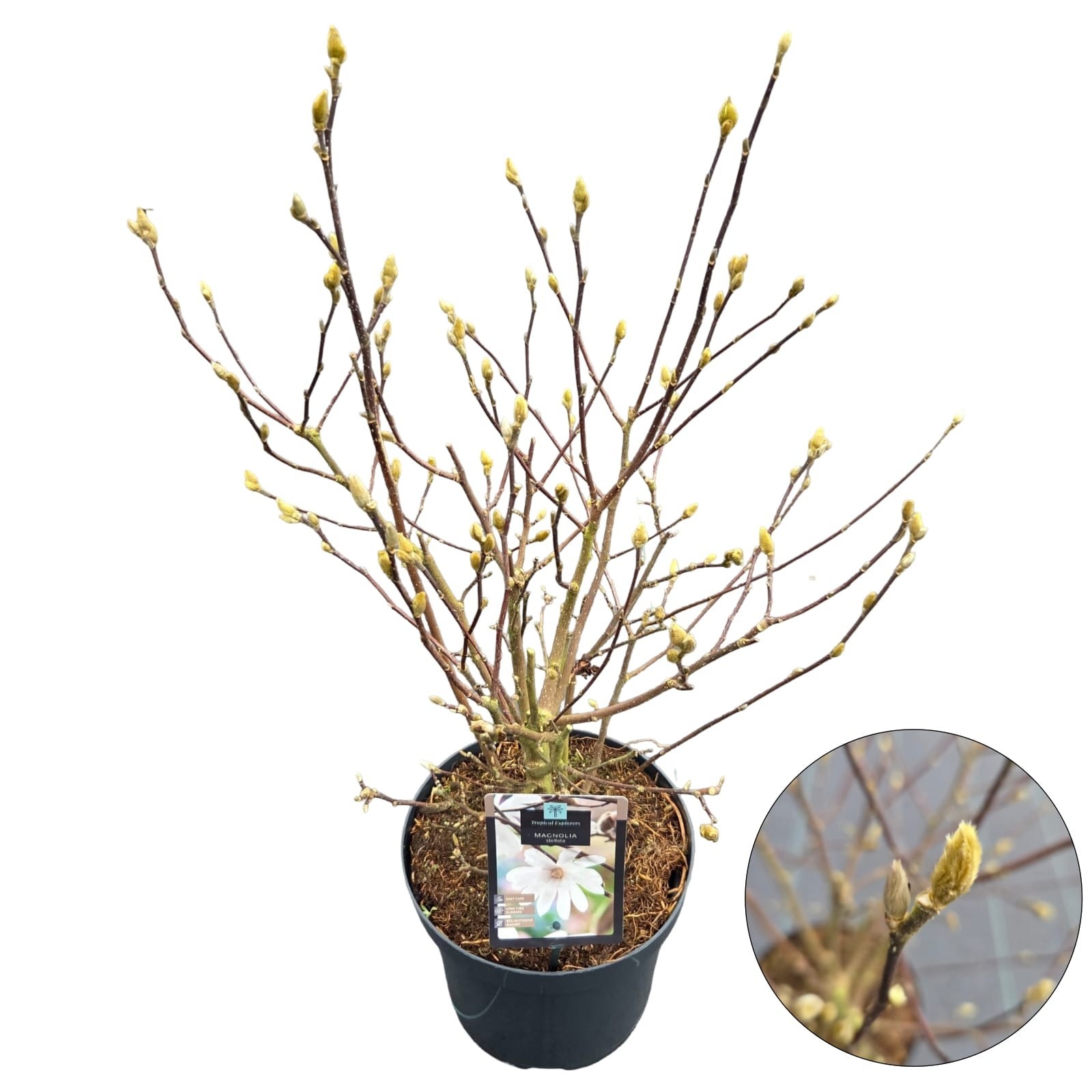 Magnolia 'Stellata', D 26