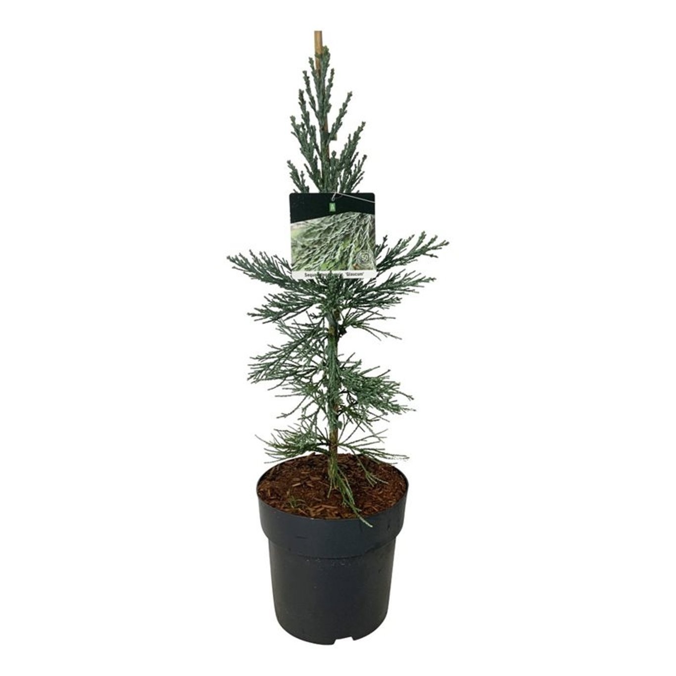 Sequoiadendron gig. 'Glaucum', D 24