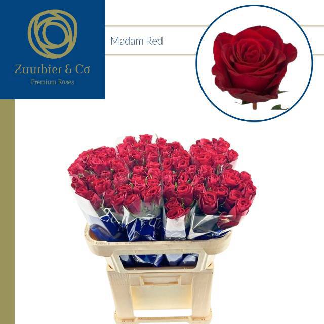 Роза од. Мадам Рэд 70, шт.