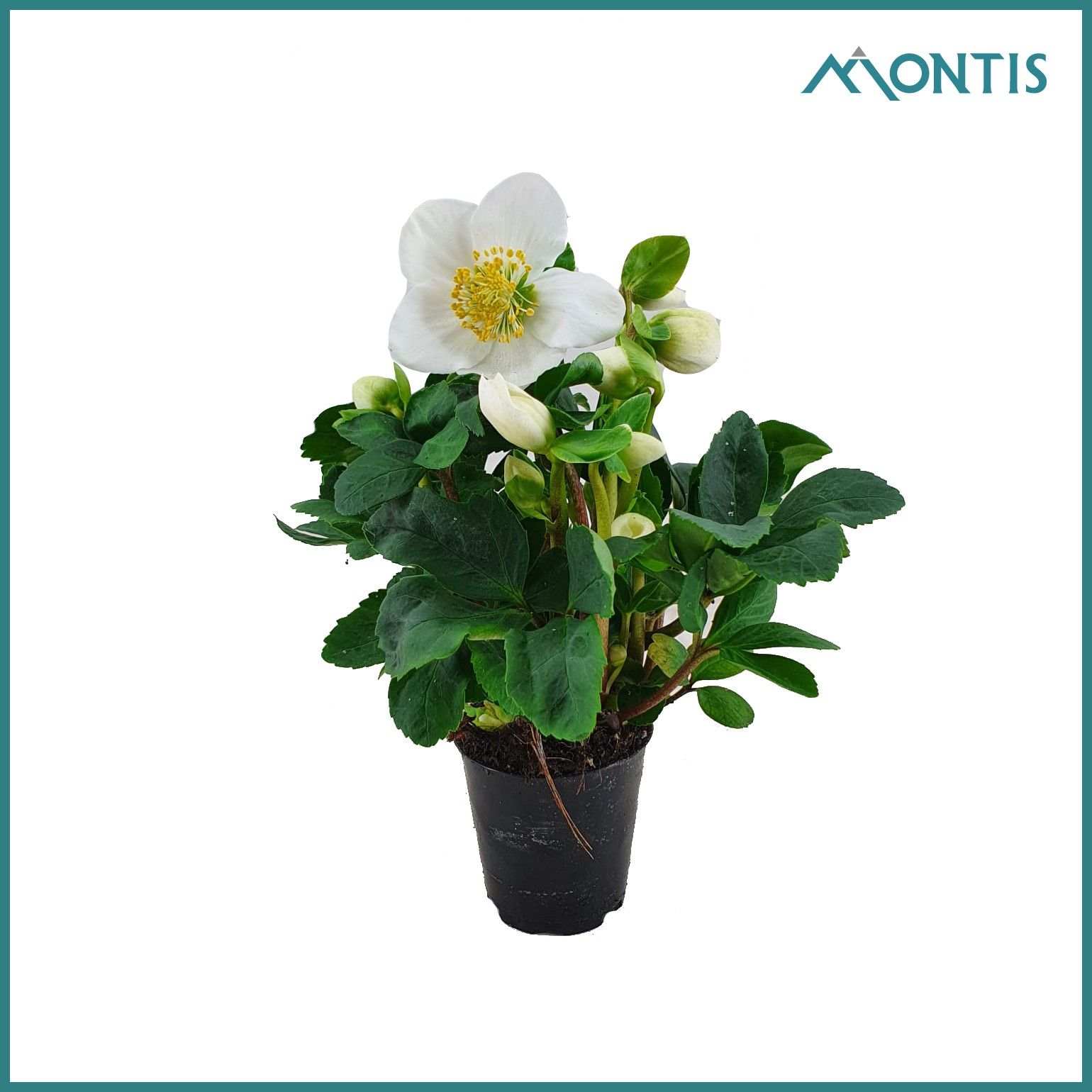 Helleborus Christmas Carol 6 cm XXL, D 6